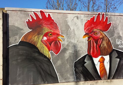 Cocks in Ostrava